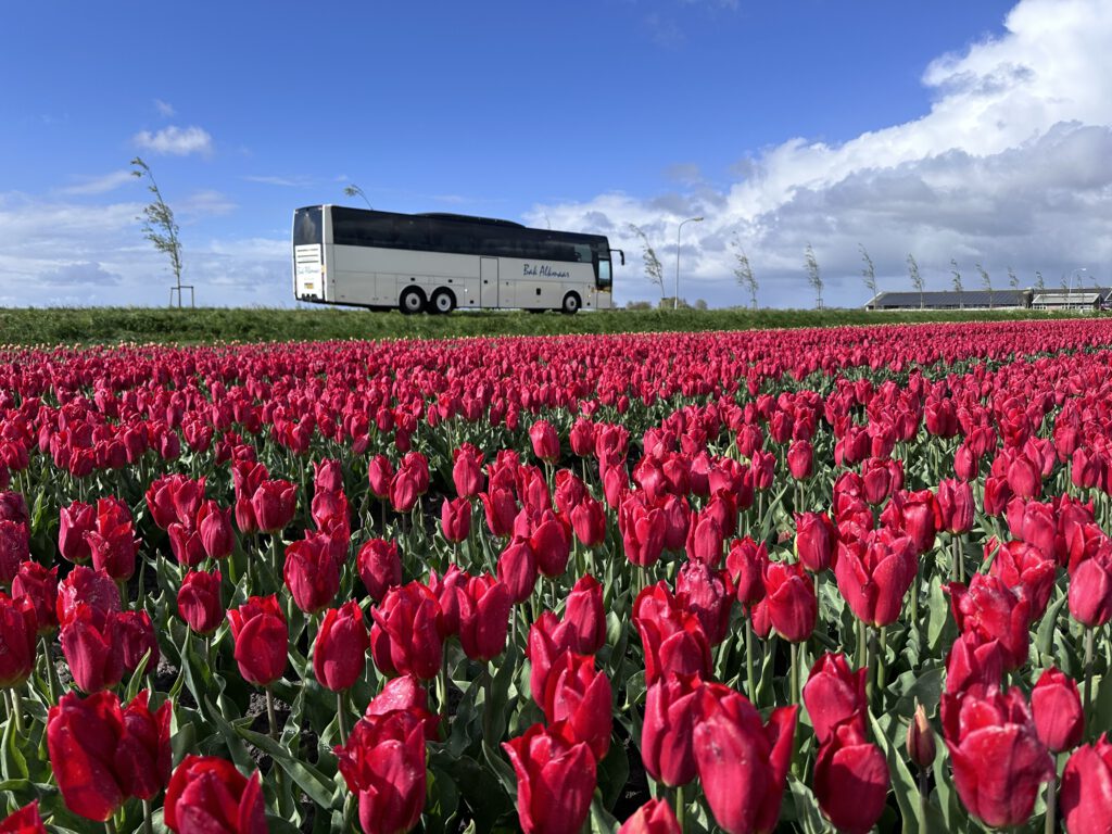 amsterdam tulip tour